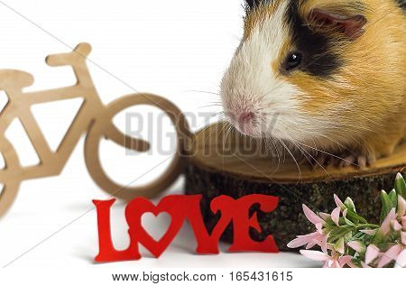 Happy guinea pig on a white background is the pet for children and adults