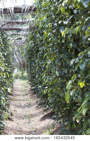 Pepper plantation in Kampot south of Cambodia