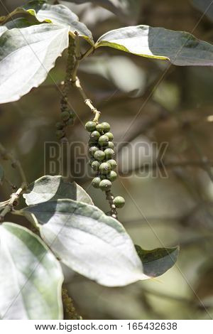 Pepper plantation in Kampot south of Cambodia