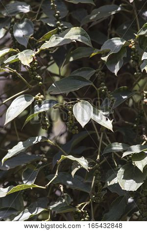 Pepper plantation in Kampot south of Cambodia