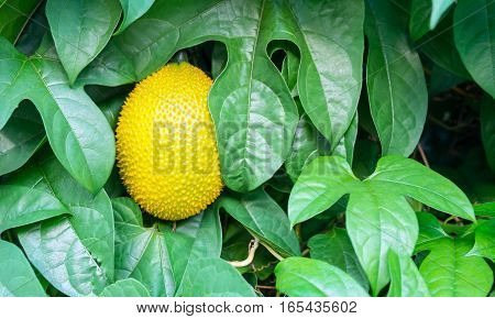 Baby Jackfruit on tree Fresh Gac on tree Spiny Bitter Gourd on tree