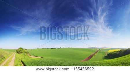 Blue spring sky. Green spring grass. Spring landscape of green meadow. White clouds in blue sky. Colorful background with green field.