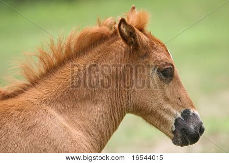 the horse in the farm.
