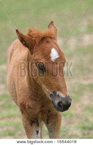 the horse in the farm.