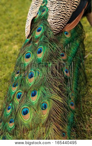 Blue and green male peacock Pavo muticus feather background up close