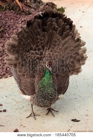Mating display of a brown and green female peafowl Pavo muticus in a botanical garden
