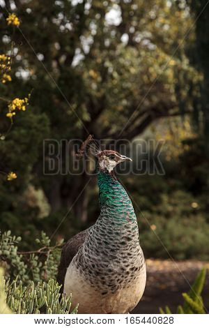 Brown and green female peafowl Pavo muticus at rest in a botanical garden