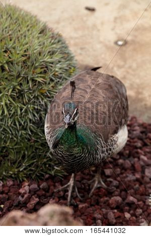 Brown and green female peafowl Pavo muticus at rest in a botanical garden