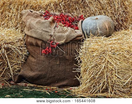 Thanksgiving Display of Pumpkin on hay stacks and burlap sack with red berries.Toned image.