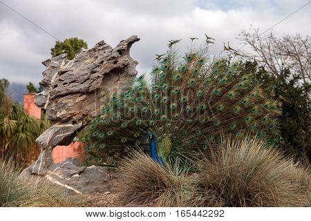 Mating display of a blue and green male peacock Pavo muticus in a botanical garden