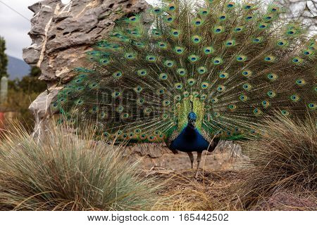 Mating display of a blue and green male peacock Pavo muticus in a botanical garden