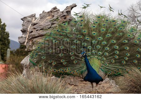 Blue and green male peacock Pavo muticus feather background up close