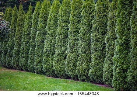 Arborvitae leaves background with a closely packed layer of evergreen fronds or foliage