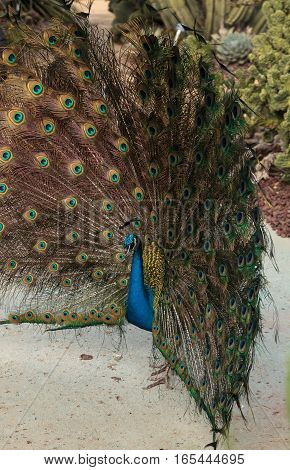 Mating display of a blue and green male peacock Pavo muticus in a botanical garden
