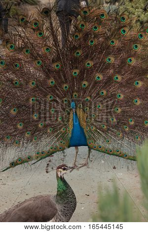 Mating display of a blue and green male peacock Pavo muticus in a botanical garden