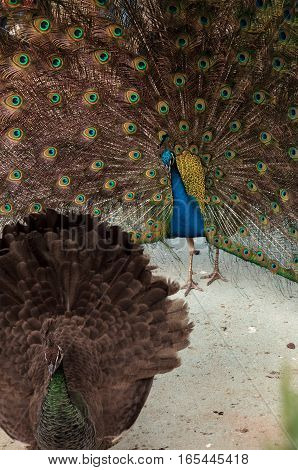 Mating display of a blue and green male peacock Pavo muticus in a botanical garden