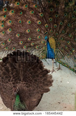 Mating display of a blue and green male peacock Pavo muticus in a botanical garden