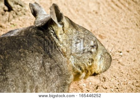 this is a close up of a common wombat