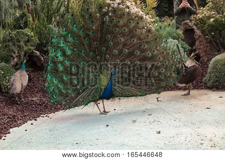 Mating Display Of A Blue And Green Male Peacock
