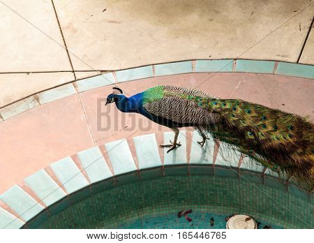 Blue and green male peacock Pavo muticus at rest in a botanical garden