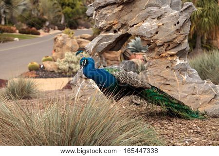 Blue and green male peacock Pavo muticus at rest in a botanical garden