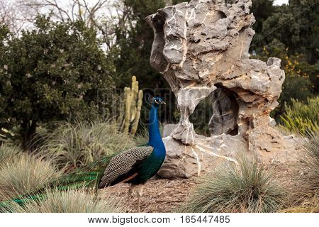 Blue and green male peacock Pavo muticus at rest in a botanical garden