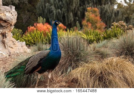 Blue and green male peacock Pavo muticus at rest in a botanical garden