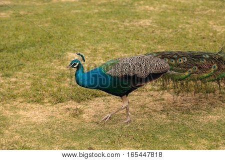 Blue and green male peacock Pavo muticus at rest in a botanical garden
