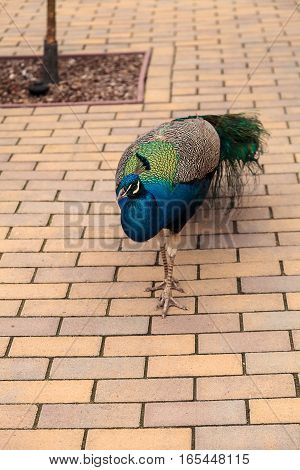 Blue and green male peacock Pavo muticus at rest in a botanical garden