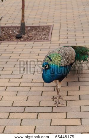 Blue and green male peacock Pavo muticus at rest in a botanical garden