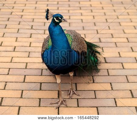 Blue and green male peacock Pavo muticus at rest in a botanical garden