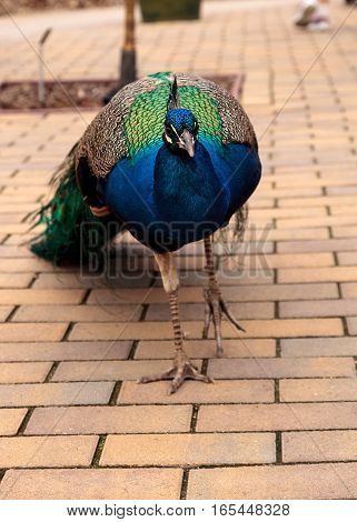 Blue and green male peacock Pavo muticus at rest in a botanical garden