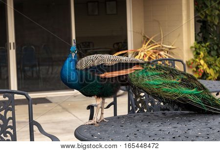 Blue and green male peacock Pavo muticus at rest in a botanical garden