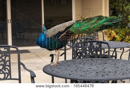 Blue and green male peacock Pavo muticus at rest in a botanical garden