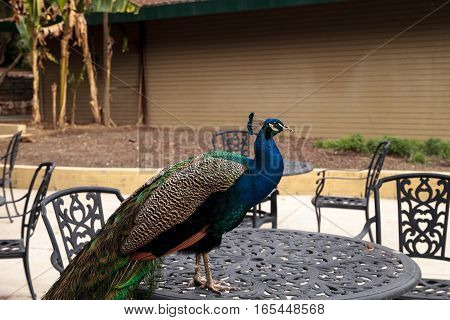 Blue and green male peacock Pavo muticus at rest in a botanical garden