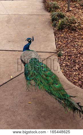 Blue and green male peacock Pavo muticus at rest in a botanical garden