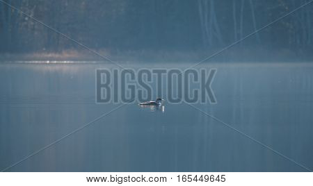 Common Loon - Gavia Immer - in winter colors, swims slowly along on a lake surface.  Subdued soft Sunshine illuminates the forest behind.