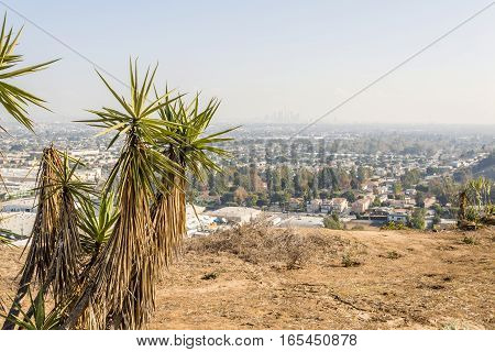 Beautiful shot of joshua tree plants overlooking cityscape view of los angeles california