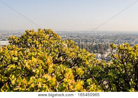 Los Angeles Cityscape W8A0354