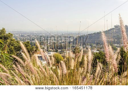 Closeup purple fountain grass flowers over cityscape view of los angeles califonia