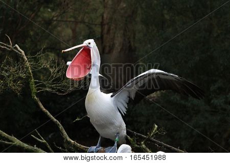 A pelican flaps its wings and squawks loudly