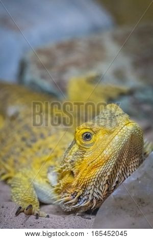 Bearded Dragon lizard looking throgh the cage window in a zoo