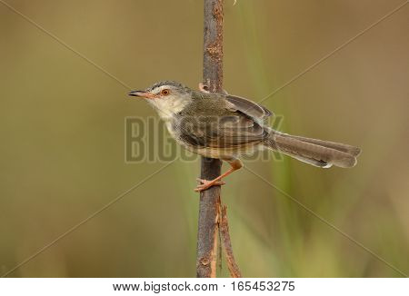beautiful plain prina (Prina inornata) possing on log in forest of Thailand
