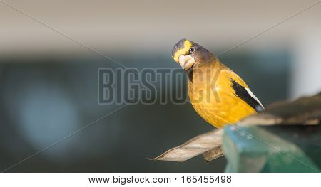 Striking yellow Evening Grosbeak, (Coccothraustes vespertinus).  Colourful heavyset finch.