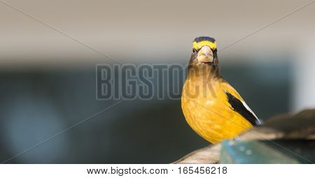 Striking yellow Evening Grosbeak, (Coccothraustes vespertinus).  Colourful heavyset finch.