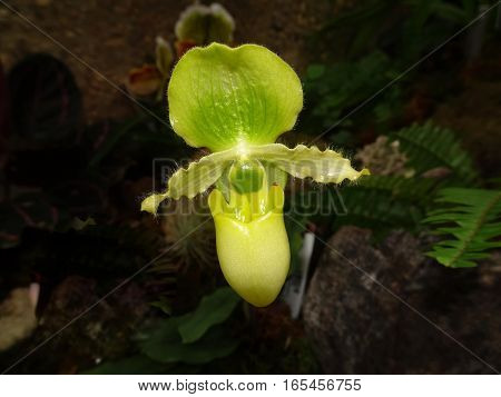 Green Ladyslipper Orchid Flower