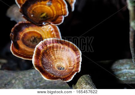 Mushrooms Science Names 