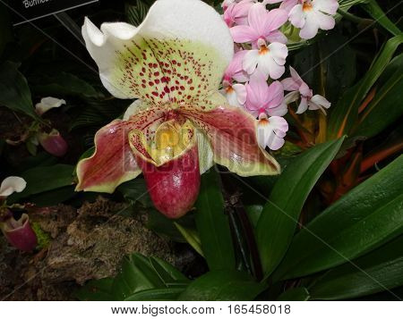 Exotic Lady Slipper Orchid  (paphiopedilum Cyclops)
