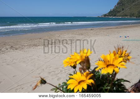 Yellow Gazania flowers in May at Terracina beach Lazio Italy.