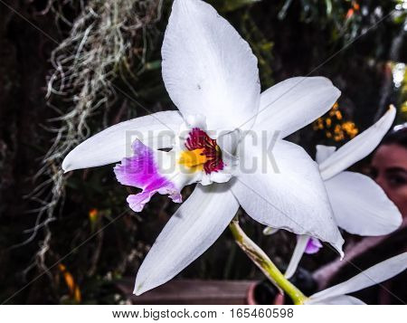 Orchid Belonging To Cattleya Genus
